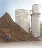 Sugar Beets4